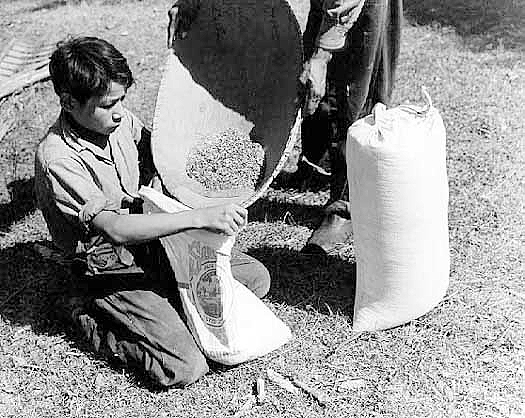 Bagging wild rice, ca. 1938.